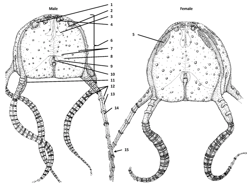 850x629 Anatomy Line Drawing Of A Male - Medusa Line Drawing