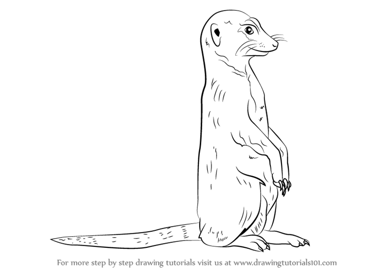 800x565 Learn How To Draw A Meerkat - Meerkat Drawing