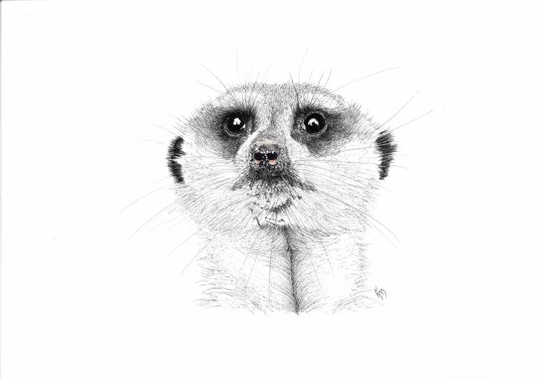 Meerkat Drawing at PaintingValley.com | Explore collection of Meerkat ...