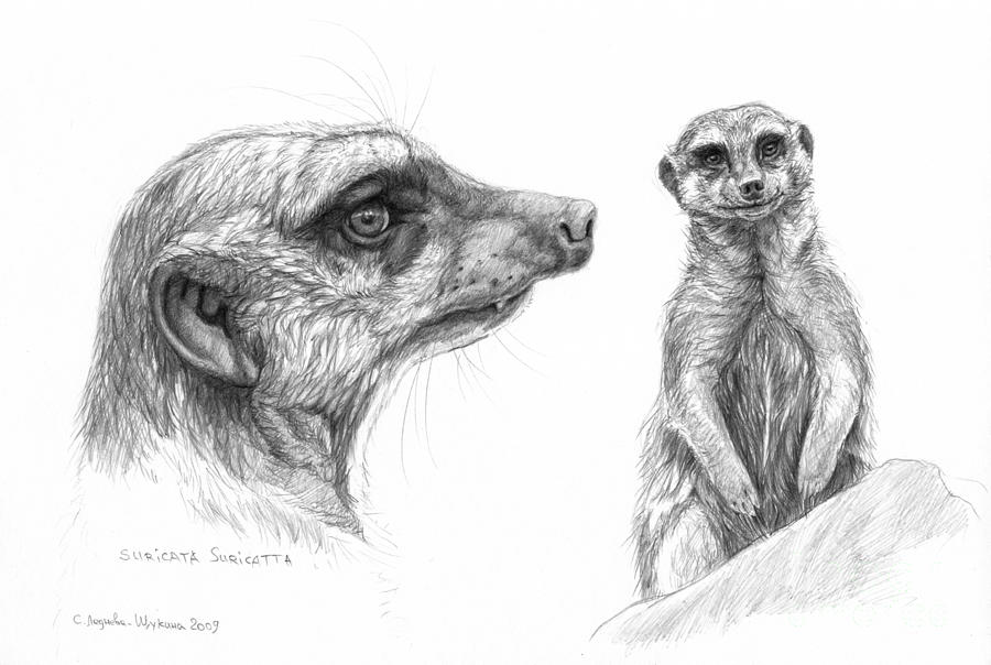 900x604 Meerkat - Meerkat Drawing