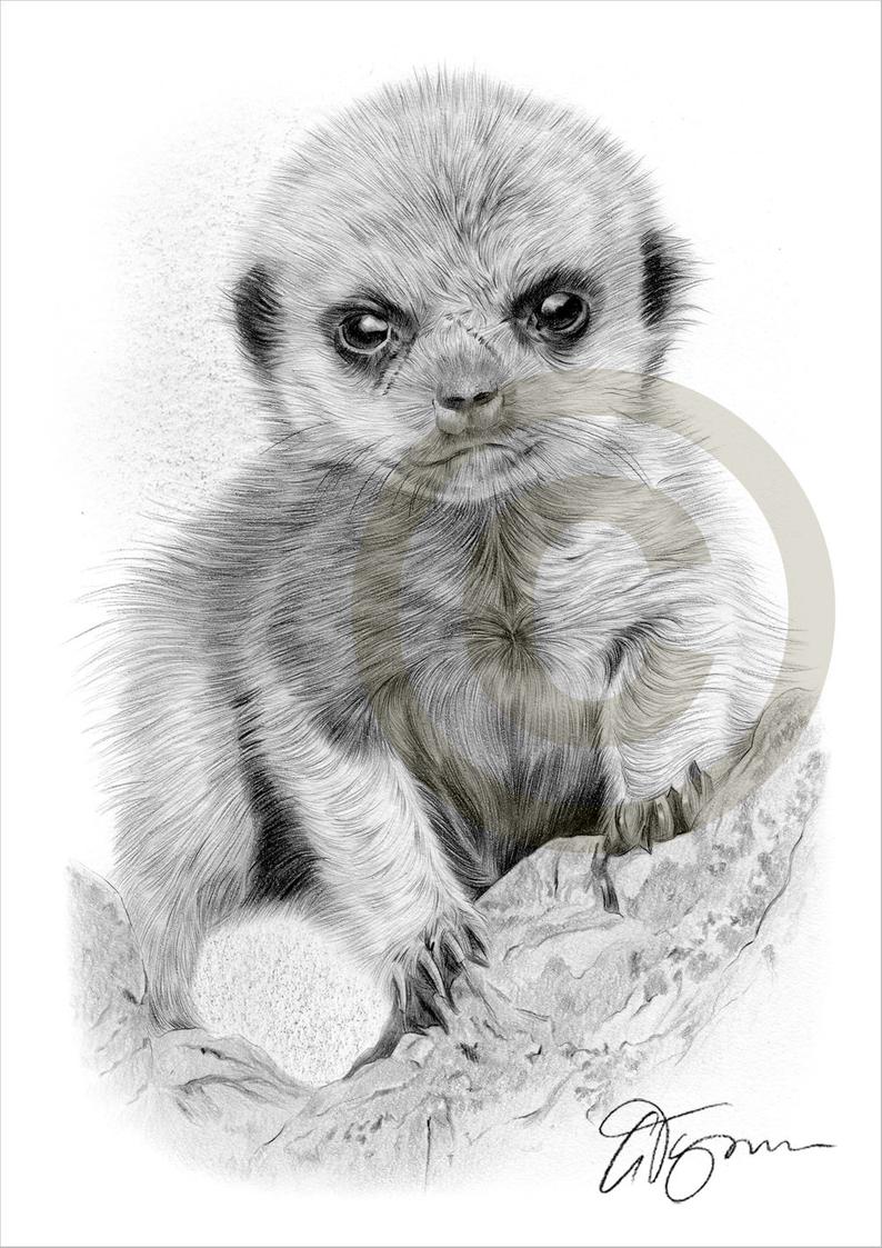 794x1123 Meerkat Baby Pencil Drawing Print Wildlife Art Size Etsy - Meerkat Drawing