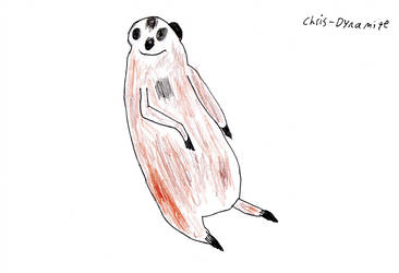 366x250 Meerkat Drawing - Meerkat Drawing