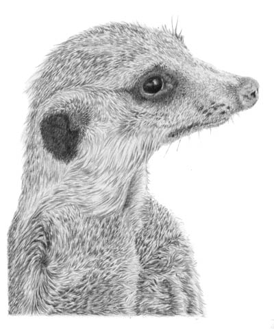 400x479 Meerkat Realistic Drawing Drawing Skill - Meerkat Drawing