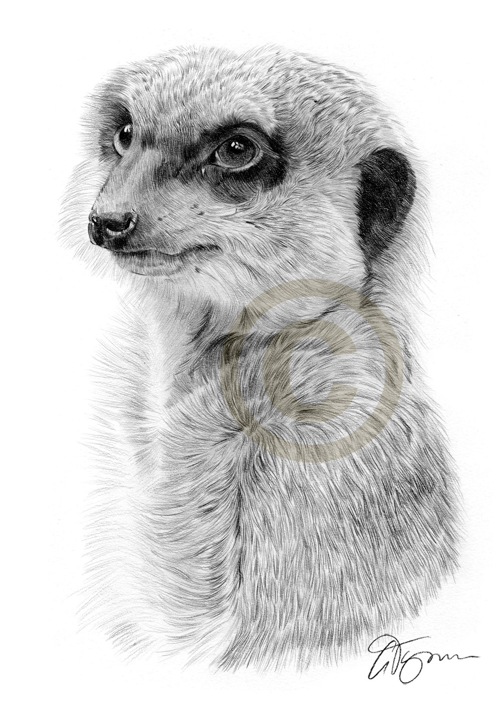 1000x1414 Pencil Drawing Of An African Meerkat - Meerkat Drawing