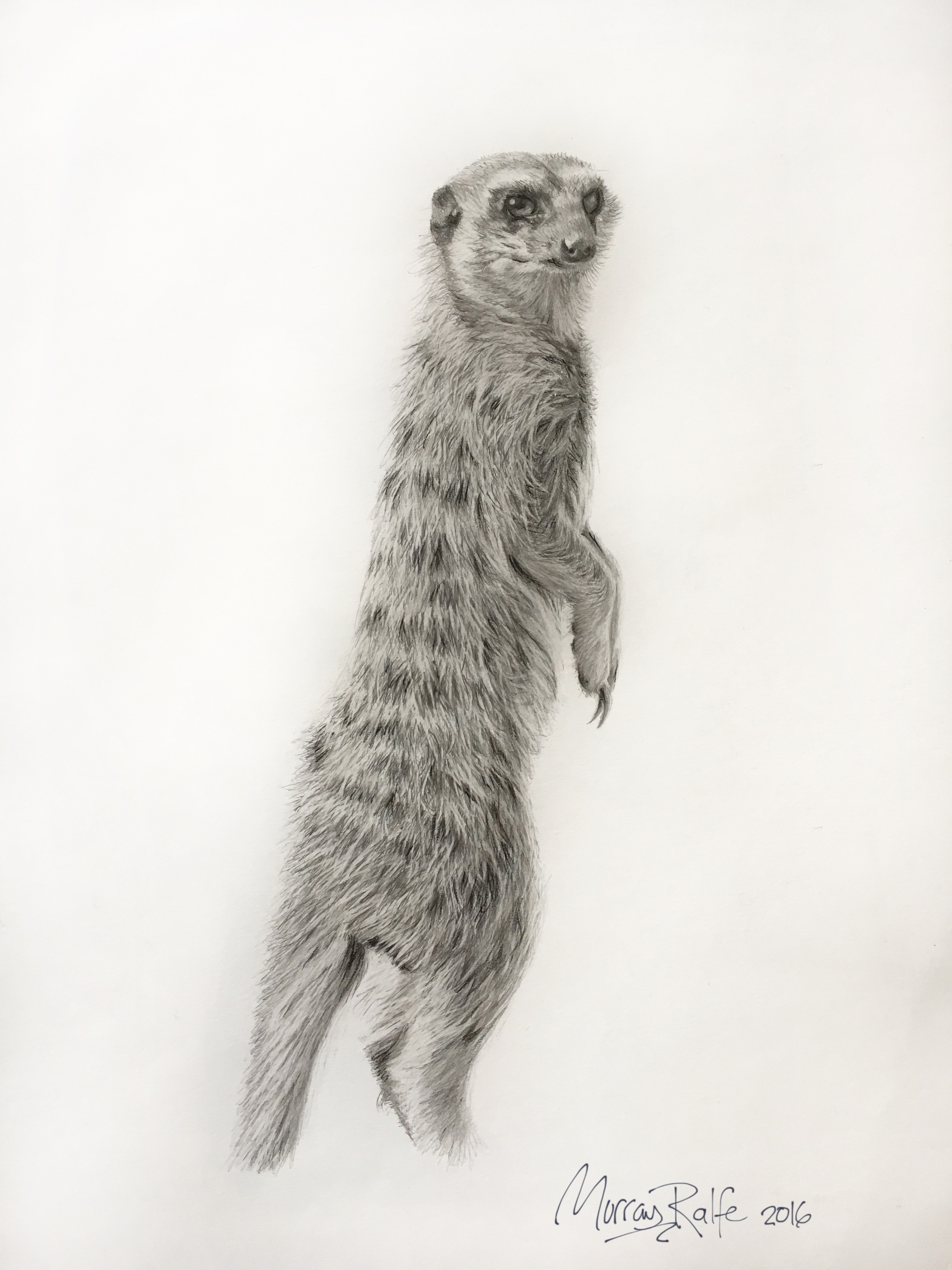 2800x3733 Meerkat Murray Ralfe Art - Meerkat Drawing