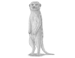 249x193 How To Draw A Meerkat - Meerkat Drawing