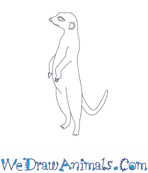 300x350 How To Draw A Meerkat - Meerkat Drawing