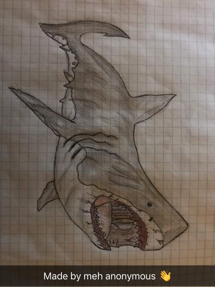 750x1000 Megalodon Drawing Art Amino - Megalodon Drawing
