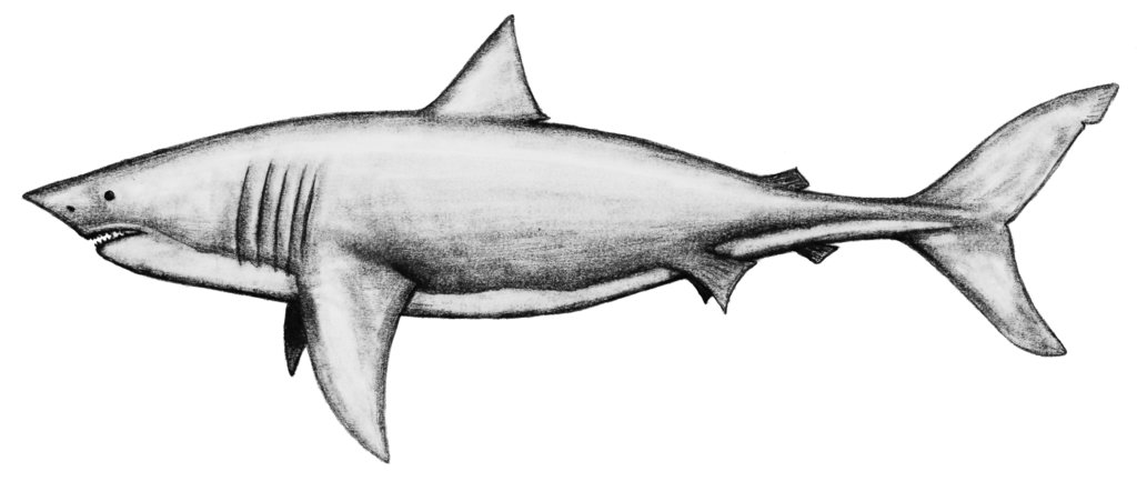 Megalodon Drawing At Paintingvalley.com 