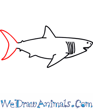 300x350 How To Draw A Megalodon Shark - Megalodon Shark Drawing