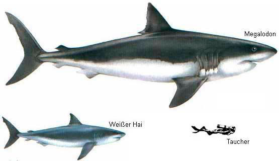 555x320 How To Draw Megalodon's Shark - Megalodon Shark Drawing