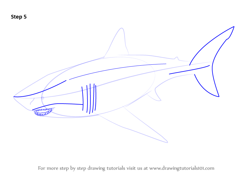 843x596 Learn How To Draw A Megalodon - Megalodon Shark Drawing