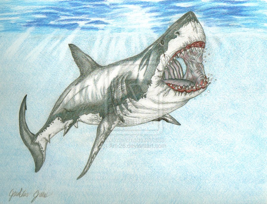 How To Draw A Megalodon