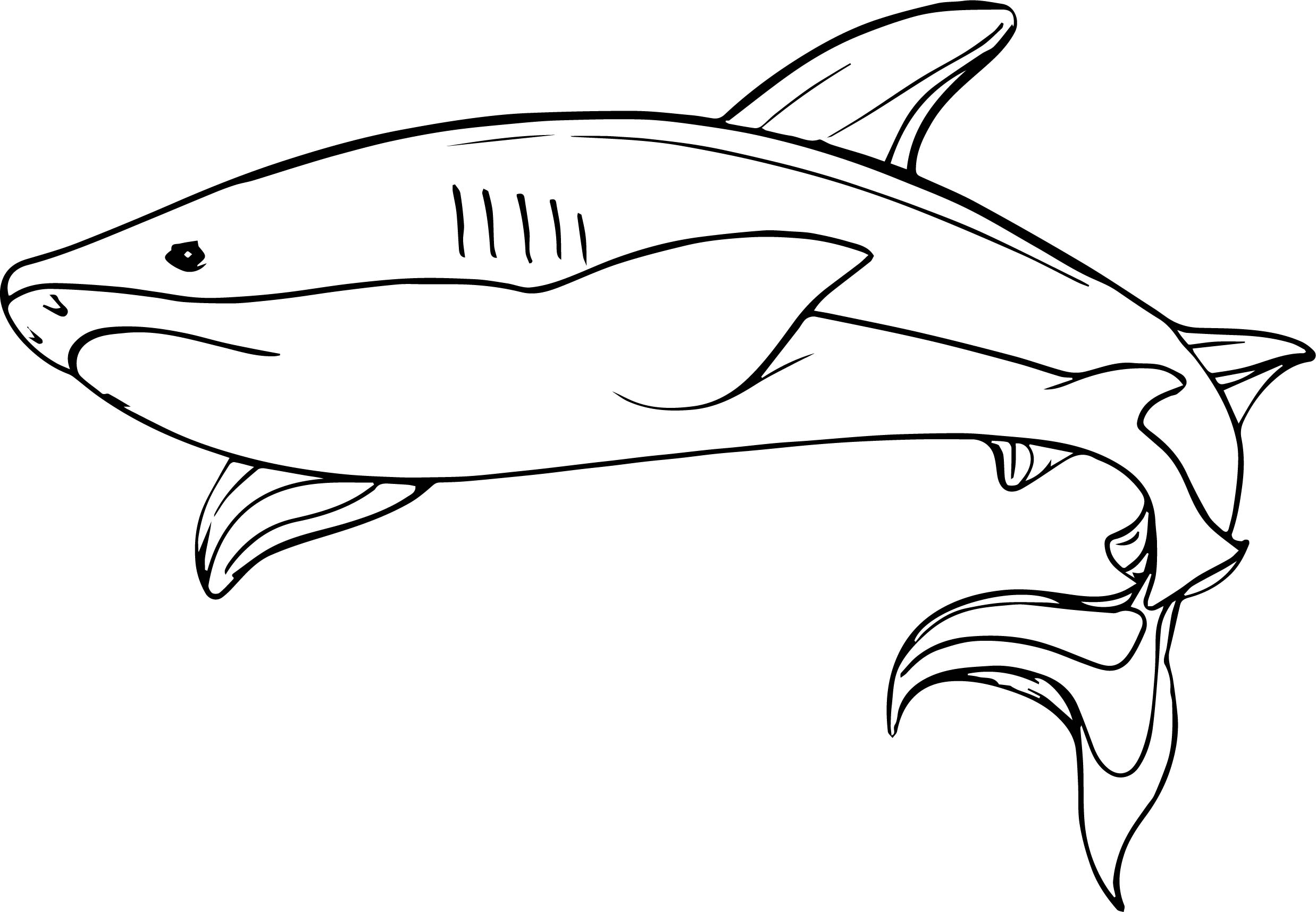 Megalodon Shark Coloring Pages Printable Coloring - Megalodon Shark D...