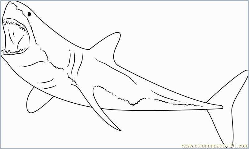 Download Megalodon Shark Drawing at PaintingValley.com | Explore collection of Megalodon Shark Drawing