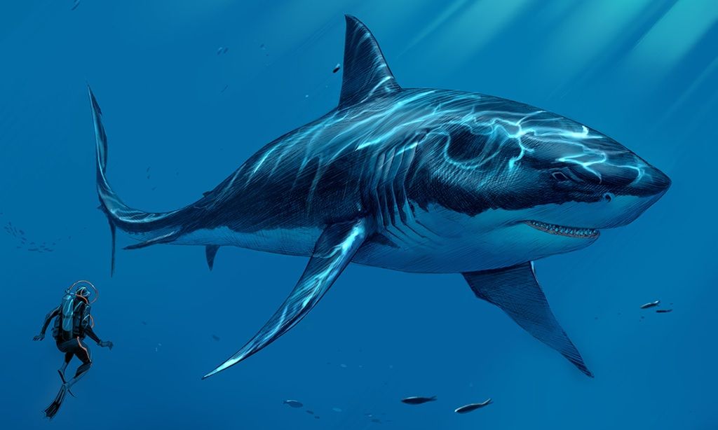 Megalodon Shark Drawing at Explore collection of
