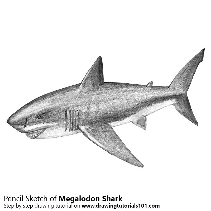 800x800 Shark Drawing Megalodon For Free Download - Megalodon Shark Drawing