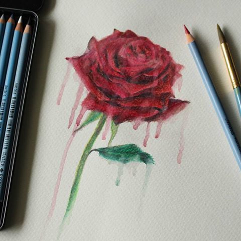 480x480 Melting Rose Drawing Photo Drawing Skill - Melting Drawing