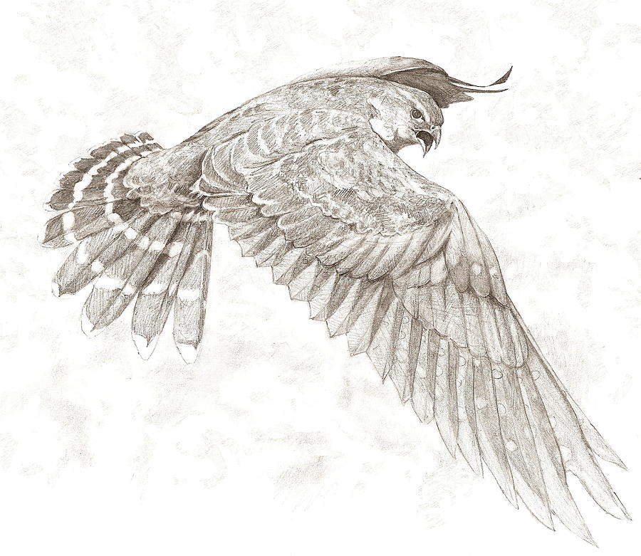 900x781 merlin drawing - Merlin Drawing