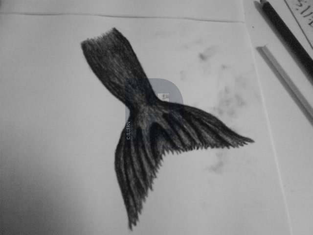 640x480 mermaid tail drawing - Mermaid Tail Drawing