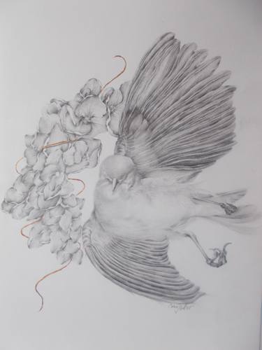 375x500 metamorphosis drawing - Metamorphosis Drawings