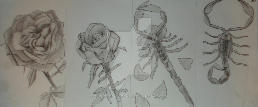 900x375 scorpion rose metamorphosis - Metamorphosis Drawings