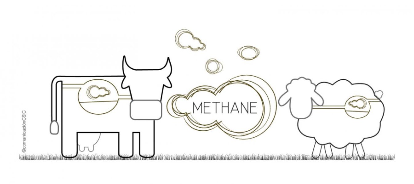 1346x600 methane production reduced in ruminants nitrooxypropanol - Methane Drawing
