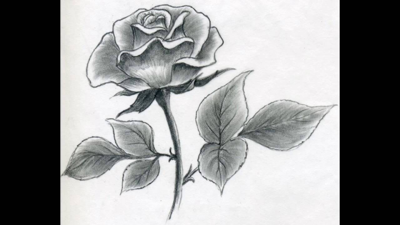 1280x720 How To Draw A Rose - Method Drawing