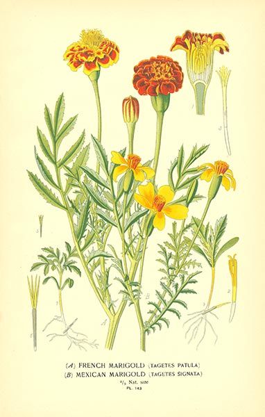 382x600 flowers drawings inspiration marigold flower drawing mexican - Mexican Flowers Drawing