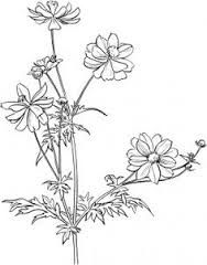 188x240 cosmos flower drawing - Mexican Flowers Drawing