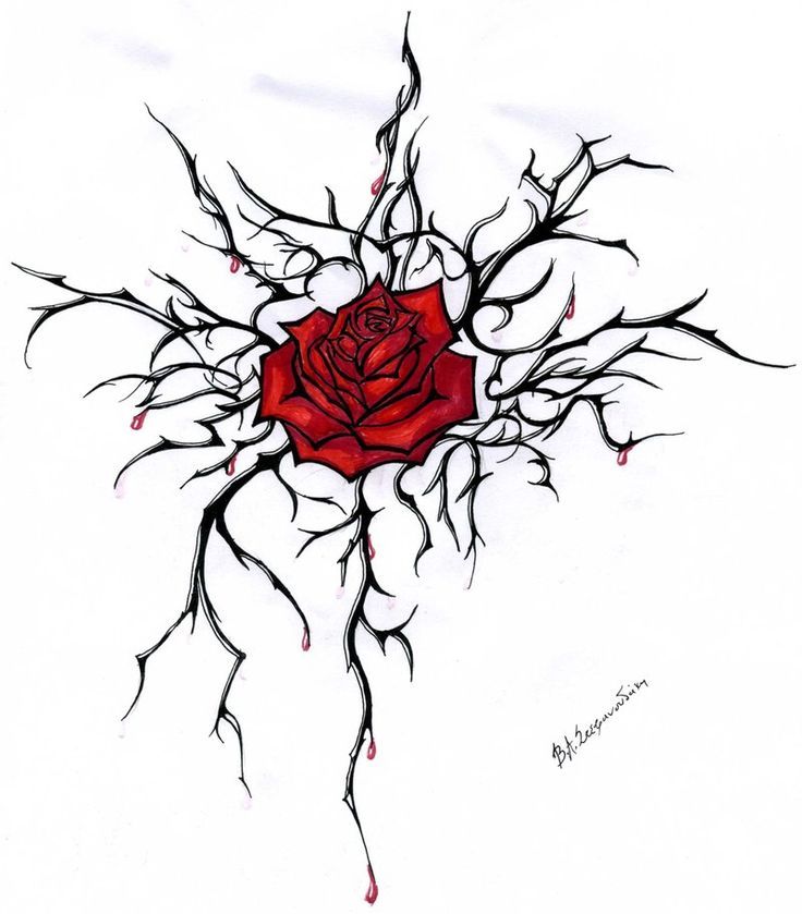 736x839 Drawing Mexican Rose Vines - Mexican Rose Drawing