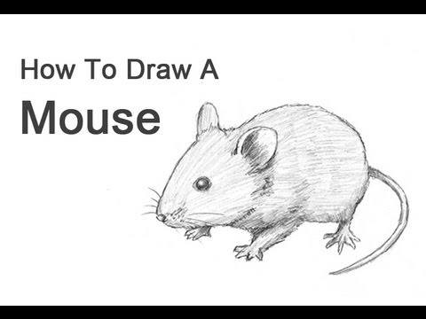 480x360 how to draw a mouse - Mice Drawing