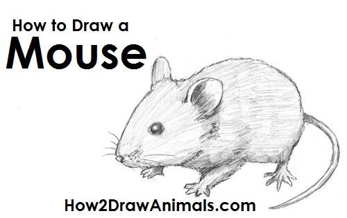 500x315 how to draw a mouse - Mice Drawing