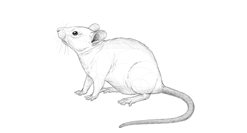850x458 how to draw a mouse - Mice Drawing