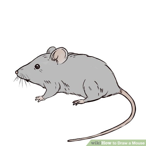 500x500 ways to draw a mouse - Mice Drawing