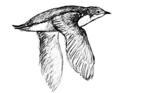 494x328 michigan bookmark bird delves into the truth - Michigan Drawing