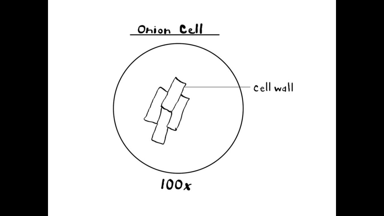 1280x720 How To Create A Proper Drawing From A Microscope - Microscope Drawing