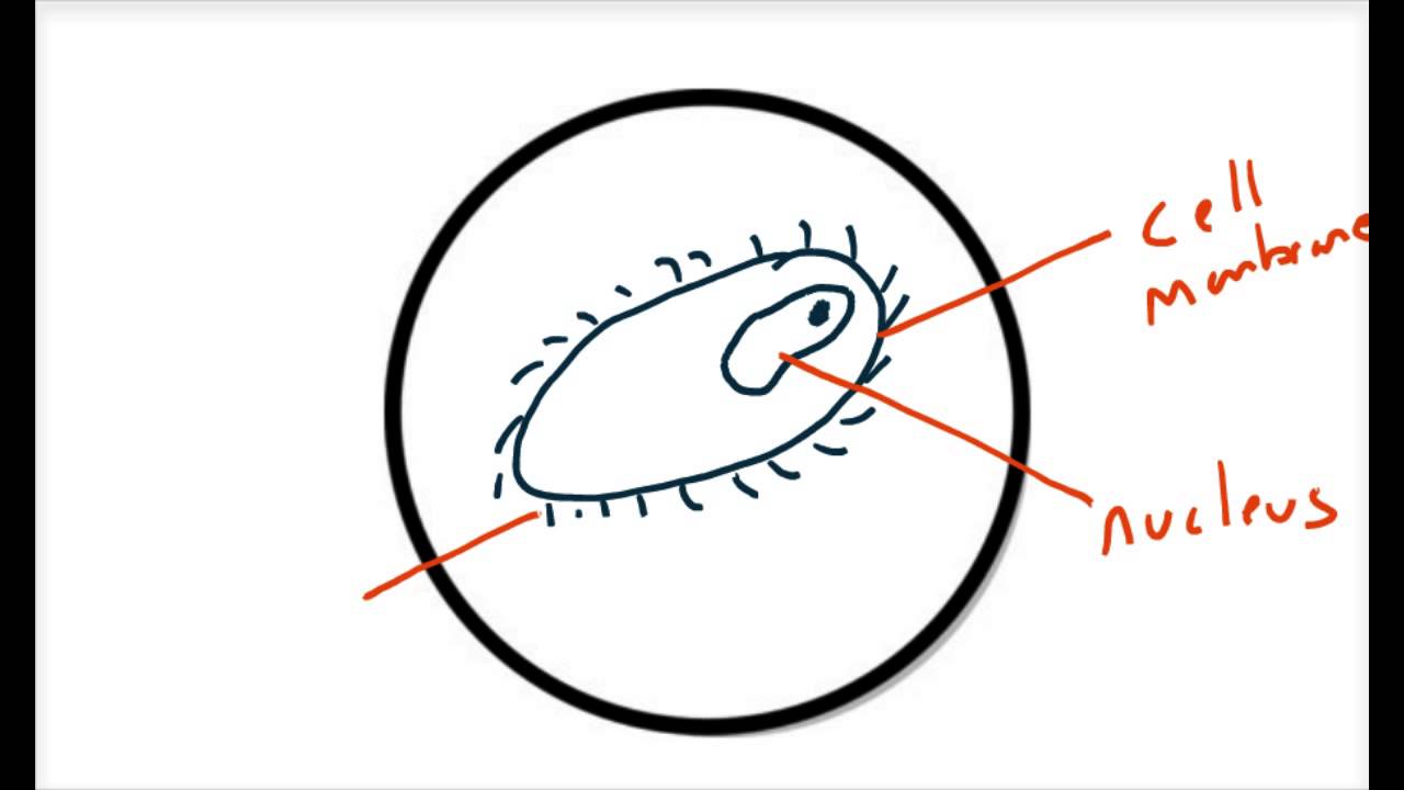 1280x720 How To Draw What You See Through A Microscope - Microscope Drawing