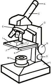 176x286 Image Result For Microscope Drawing Sanskar Science Biology - Microscope Drawing