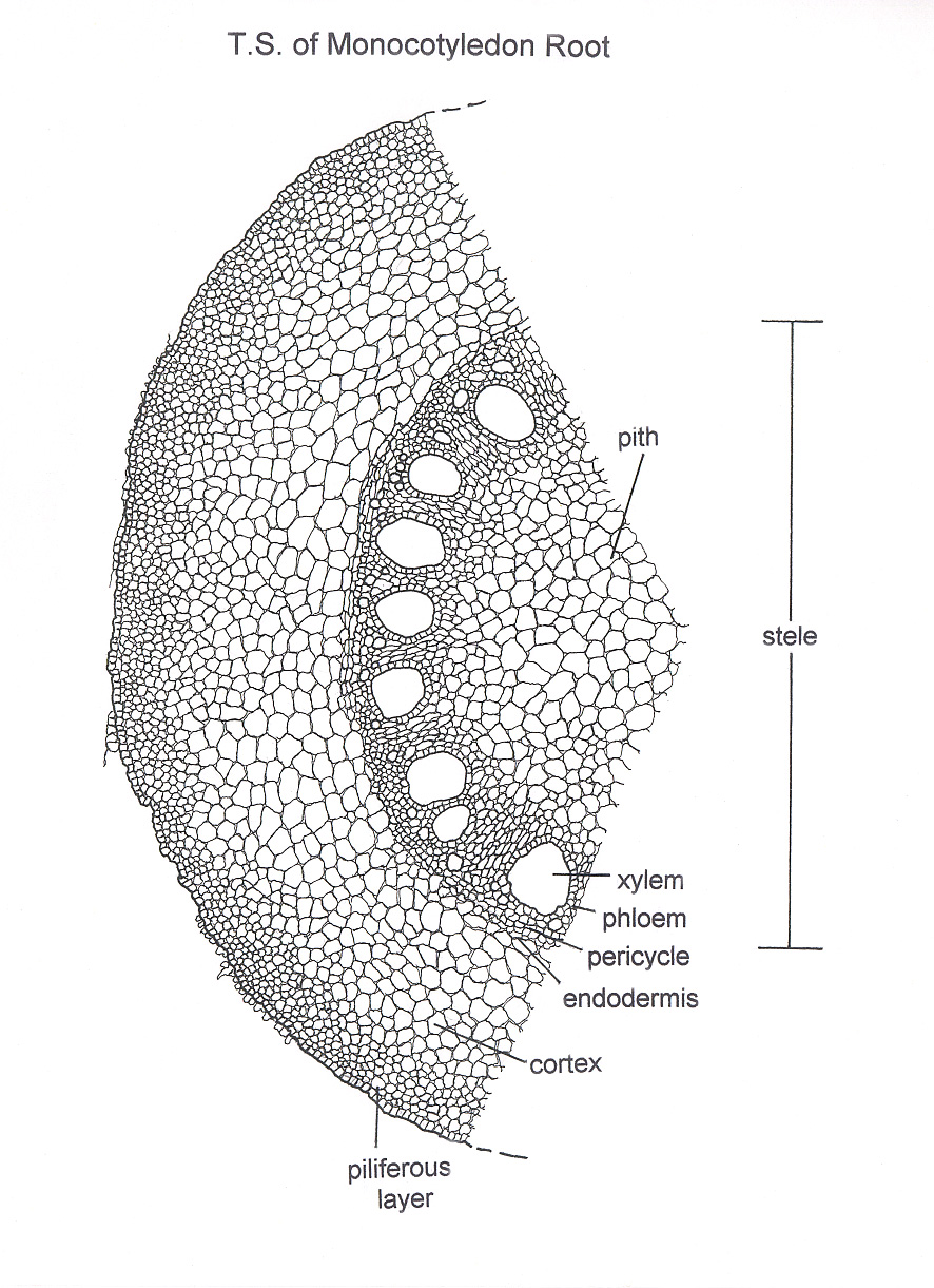 886x1221 Mic Uk Techniques For Drawing Botanical Subjects Under - Microscope Drawing