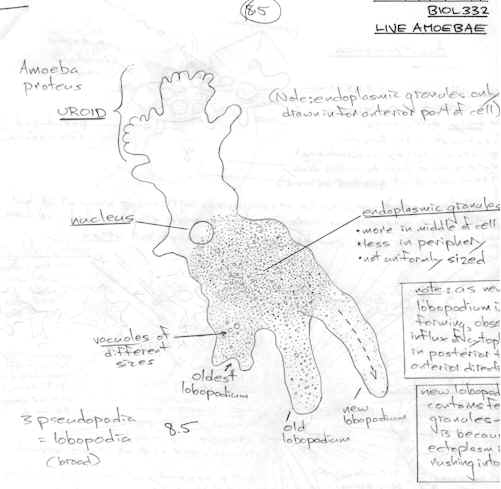 501x489 Drawing - Microscope Drawing And Label