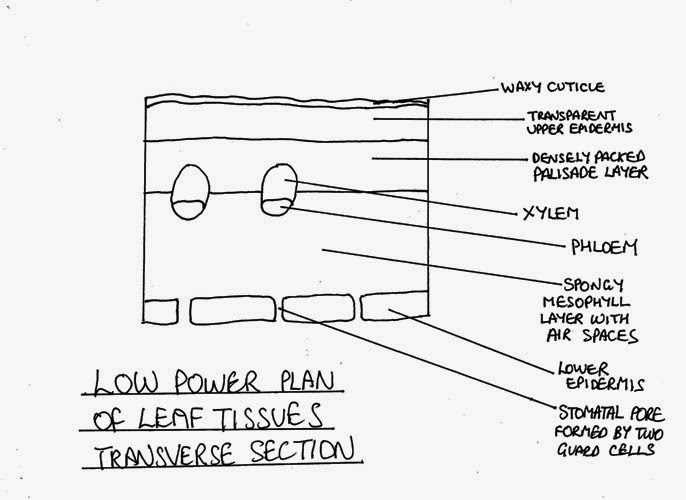 686x500 Drawings Biology Notes For A Level - Microscope Drawing And Label