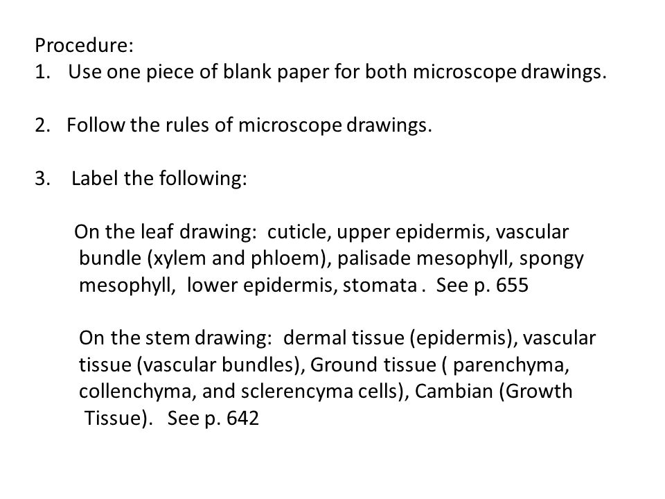 960x720 Microscope Lab Leaf And Stem Objectives Observe And Diagram Each - Microscope Drawing And Label