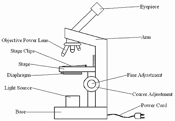 Microscope Drawing And Label At Paintingvalley.com 