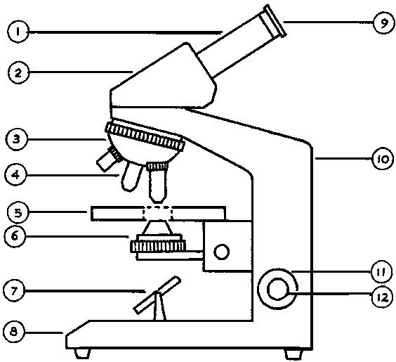 Blank Microscope Diagram