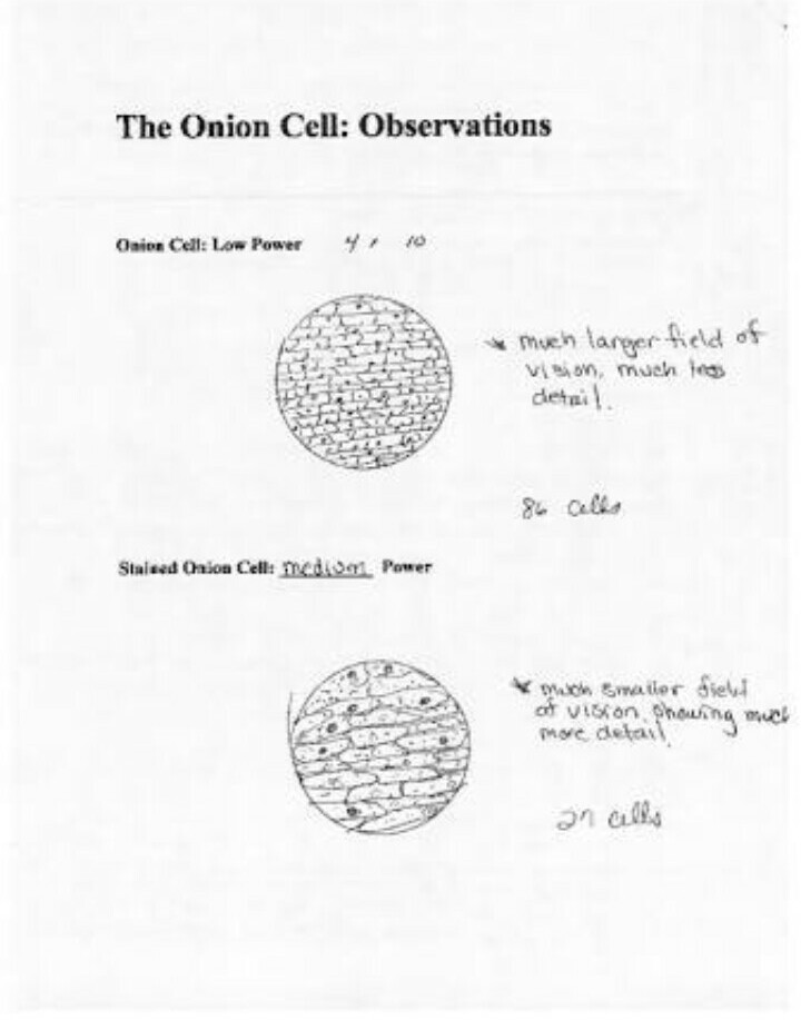 Microscope Onion Cell Lab - Micropedia