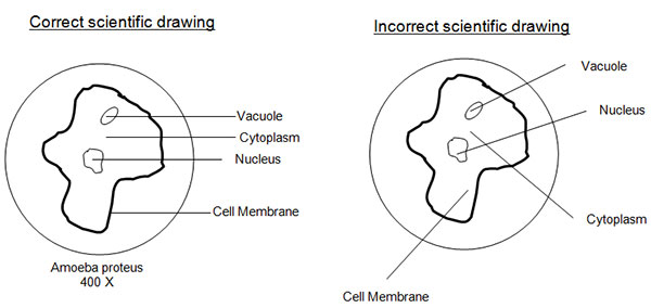 600x284 Scientific Drawings Can Be Made Using Several Methods, Depending - Microscope Drawing Circles