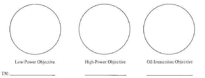 661x253 The Microscope Orientation To The Microbiology Laboratory - Microscope Drawing Circles