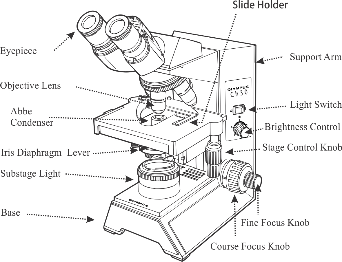Microscope Drawing Template at PaintingValley.com | Explore collection ...