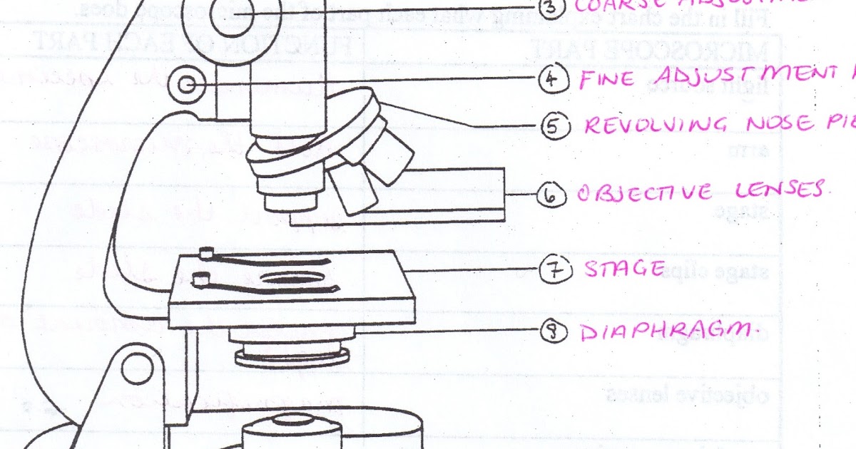 1200x630 Microscope Diagram Worksheet The Best Worksheets Image Collection - Microscope Drawing Worksheet